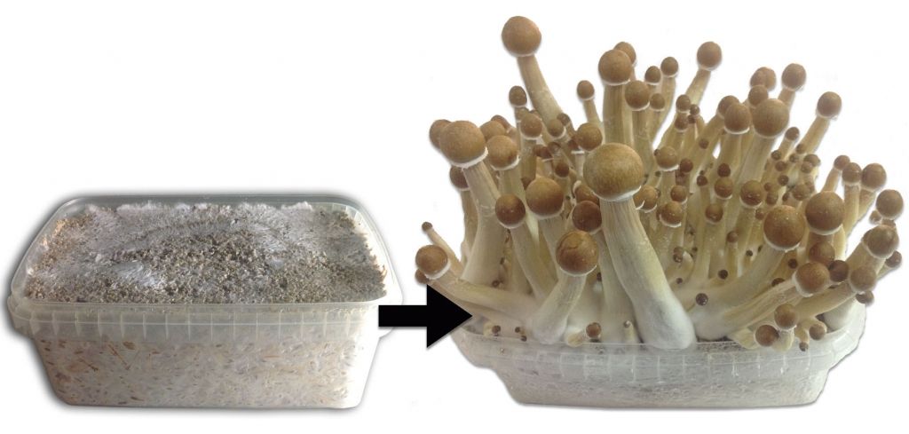 100 Percent Mycelium Growking Instructions Trufflemagic